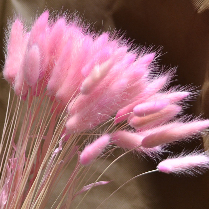 包邮兔尾草干花花束狗尾巴草真花永生花风干diy材料桌面装饰拍照