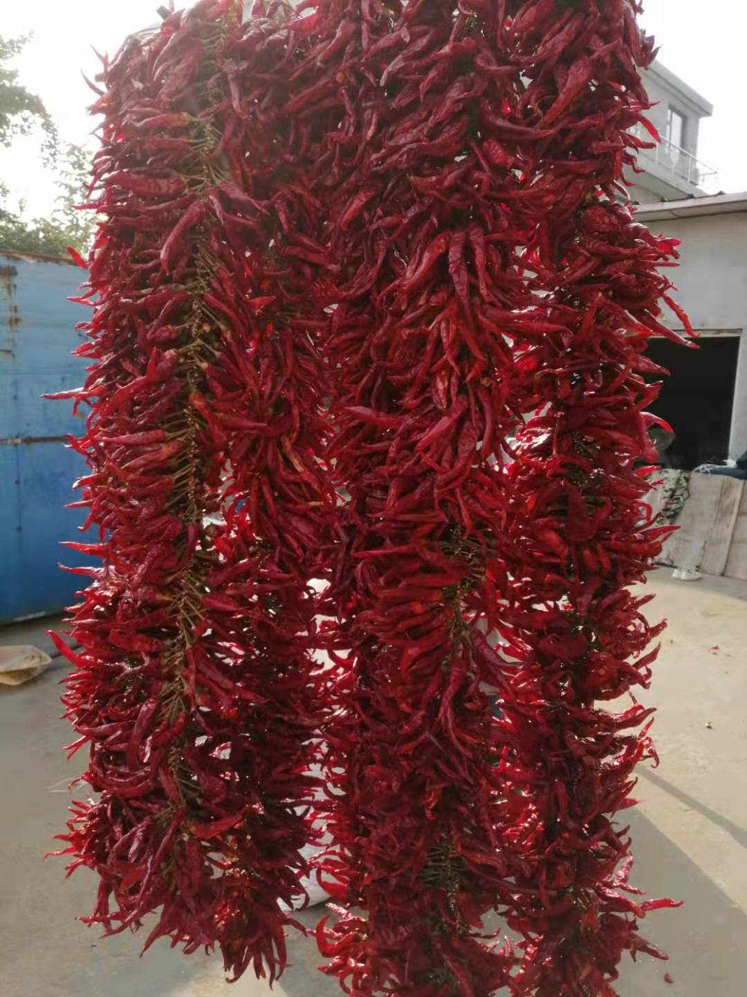 辣椒红辣椒串小串真挂饰饭店装饰用电影道具辣椒粉料