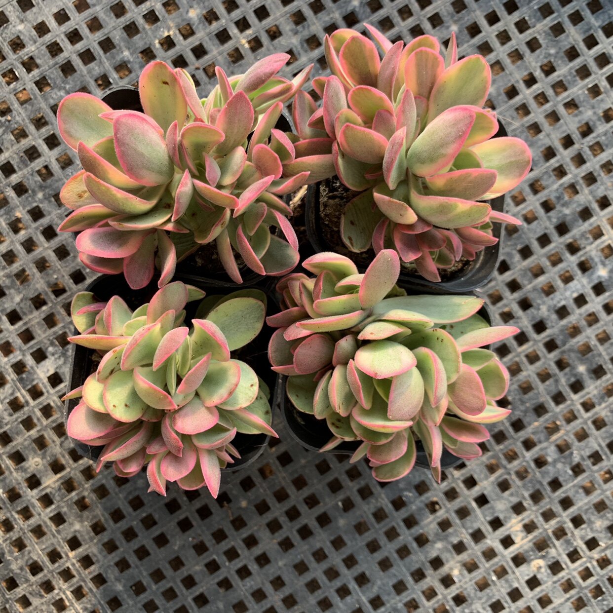 植物朝霞多肉状态肉肉室内盆栽基地地直发包多肉植物