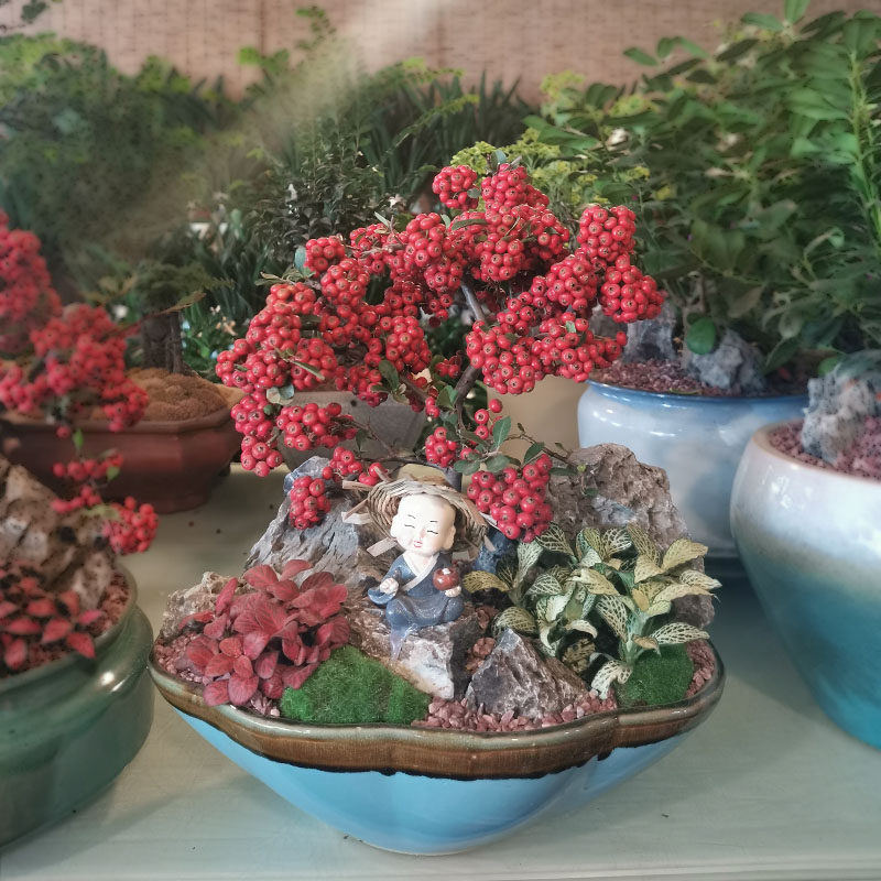 满堂红盆栽真花花苞花剑四季花卉植物客厅室内花卉