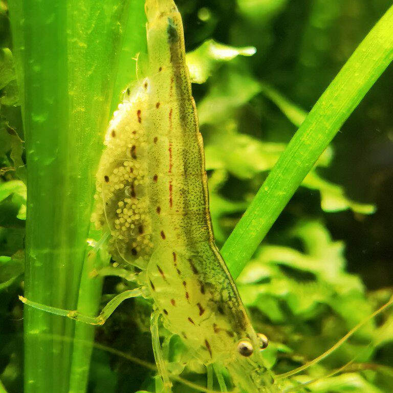 藻虾顺丰快递包邮活体大号大和大河观赏虾丝虾