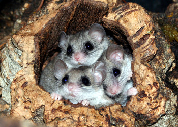 伊大头蚁pheidole yeensis活体蚂蚁世界家园工坊科普教育森大头蚁