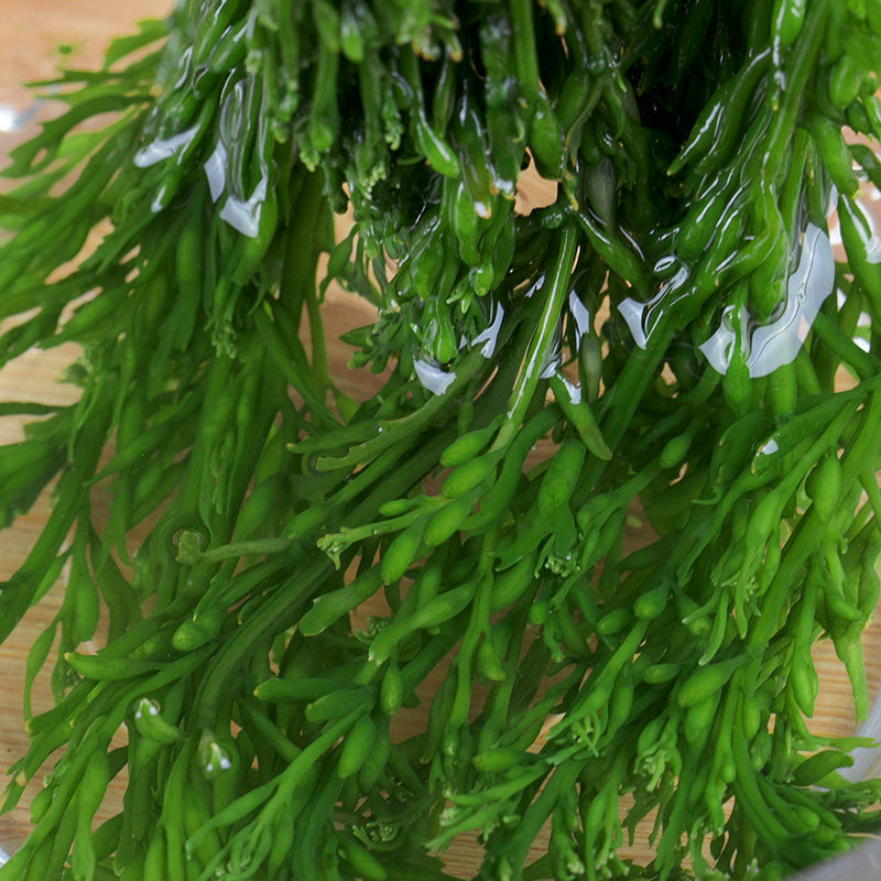 特价海藻盐渍马尾长寿海草鞭炮炮竹海带海白菜海带