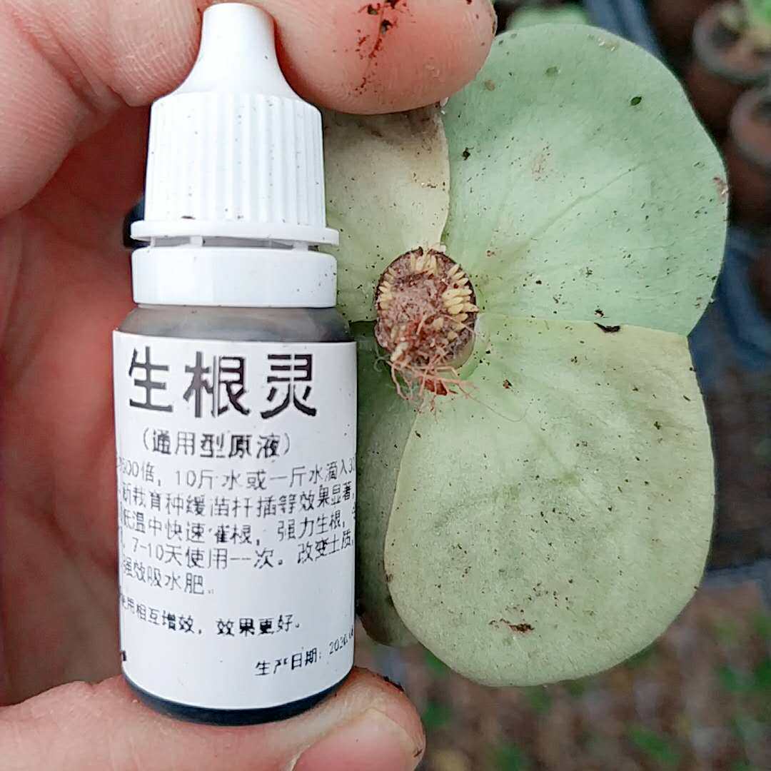 花卉植物生根催根爆芽群生叶片催芽快速生长叶面肥