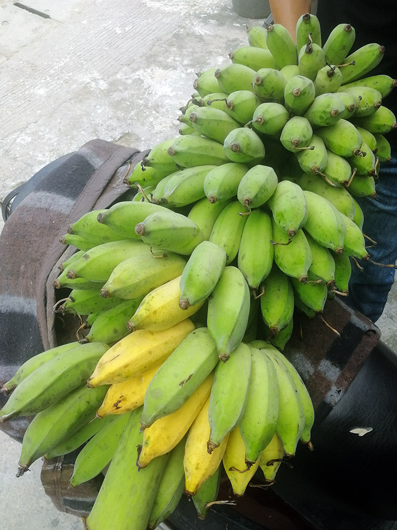 正宗高州精选粉蕉原生态无添加催熟5斤10斤原味香蕉