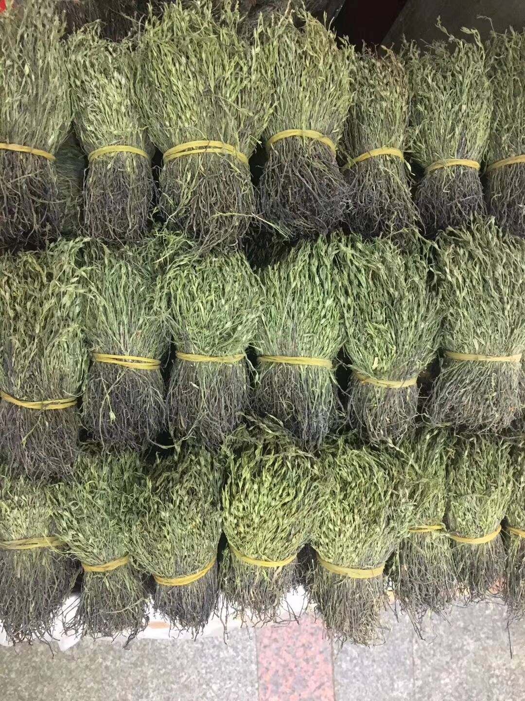 独脚煲汤花草黄花草消食祛疳独角金煲汤金今年野生其他药食同源食品