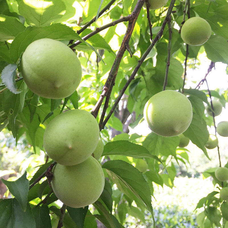 青梅诏安红星现摘新鲜深山孕妇无糖福建高山梅类制品