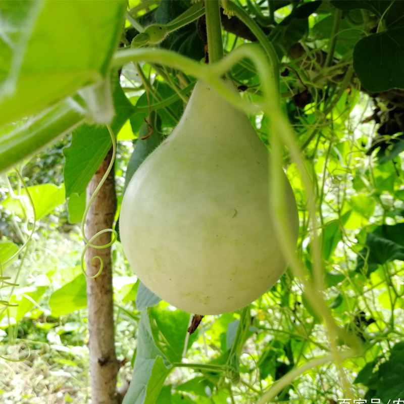 蔬菜菜瓜果农家圆瓢菜葫芦种子圆瓢可做瓠子家庭园艺种子