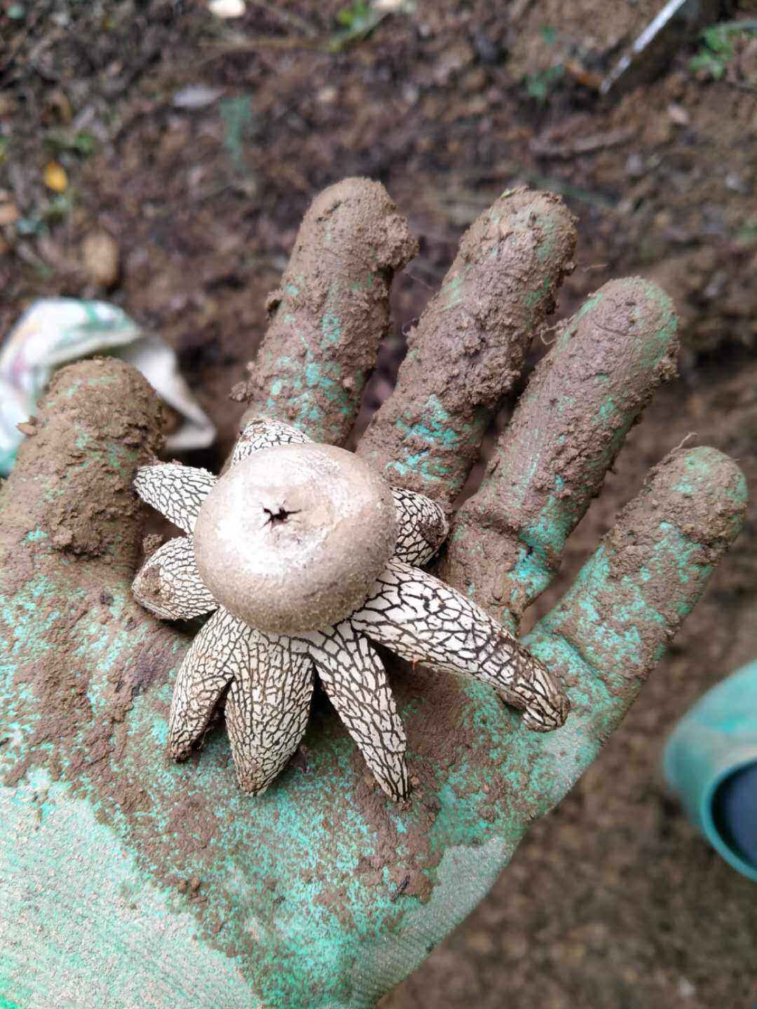 硬皮地星野生中草药材种苗种子菌类植物