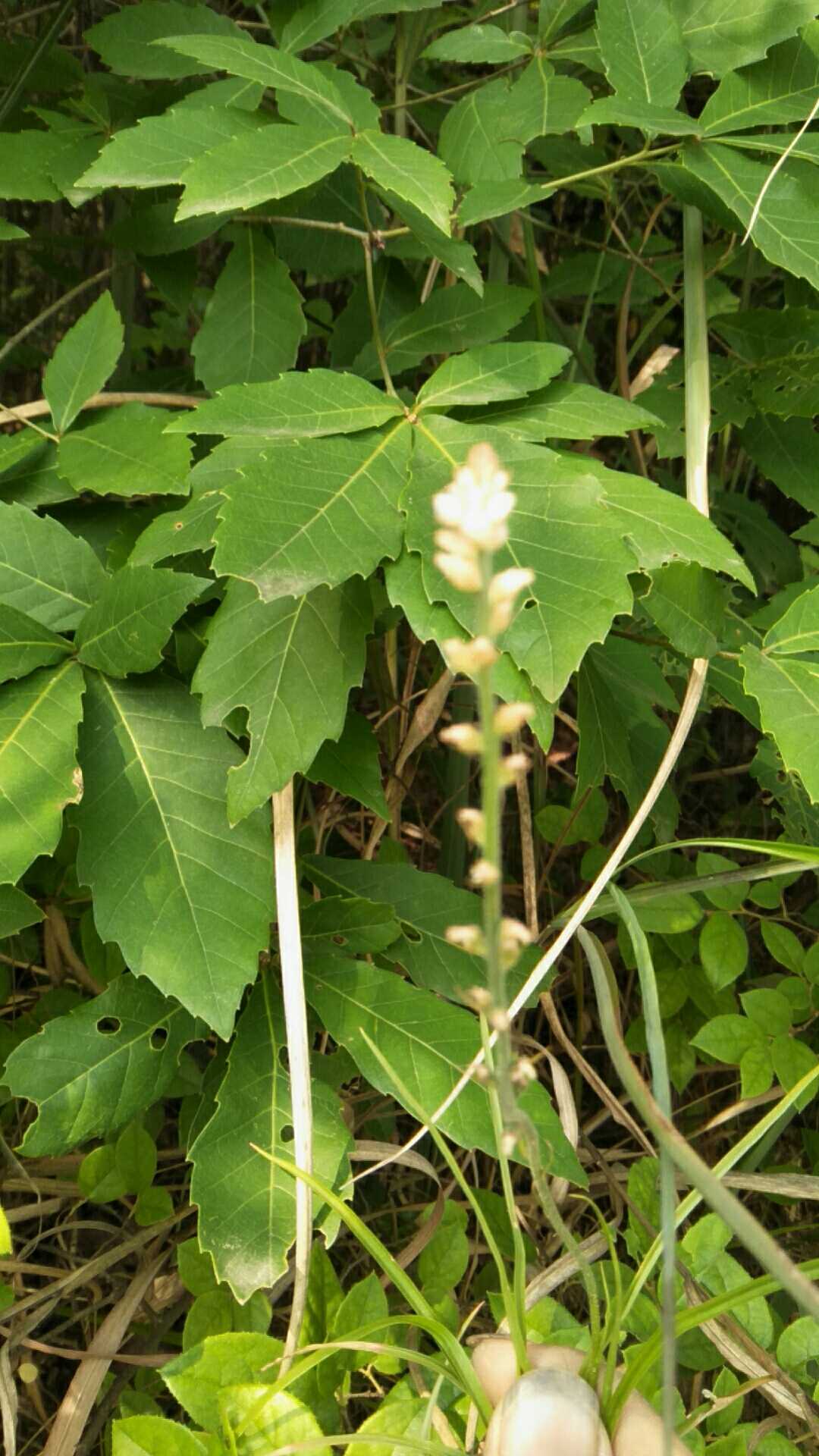 粉条儿菜肺经草金线吊白米观赏药用盆栽花卉食材药材种苗种子苗木