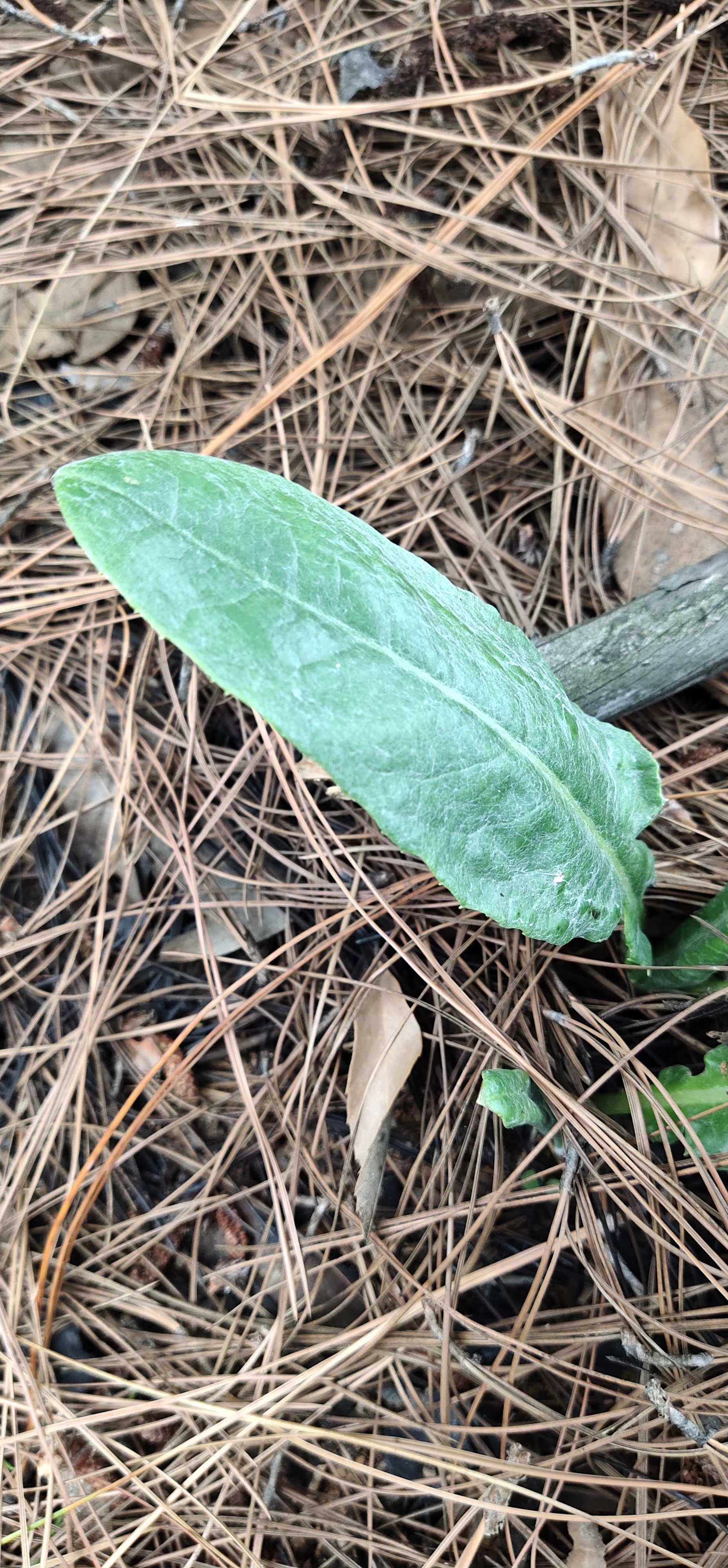 菊科钩苞大丁草观赏药用盆栽花卉中草药材种子种苗制衣材料火绒草