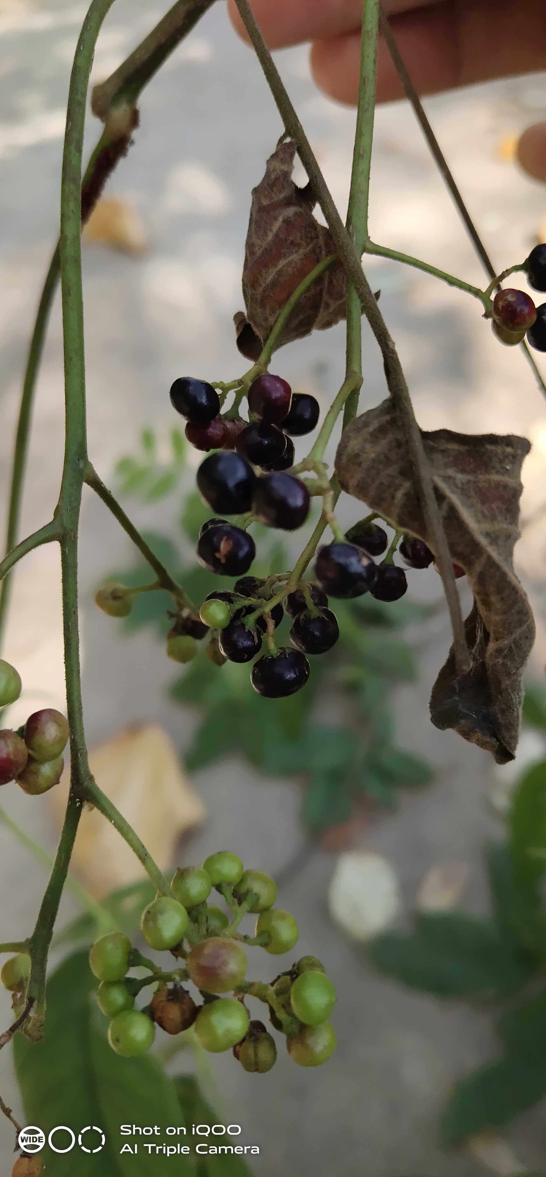 浆果楝野生中草药材种苗种子亚罗椿苦木园林绿化苗木灰毛罗汉香