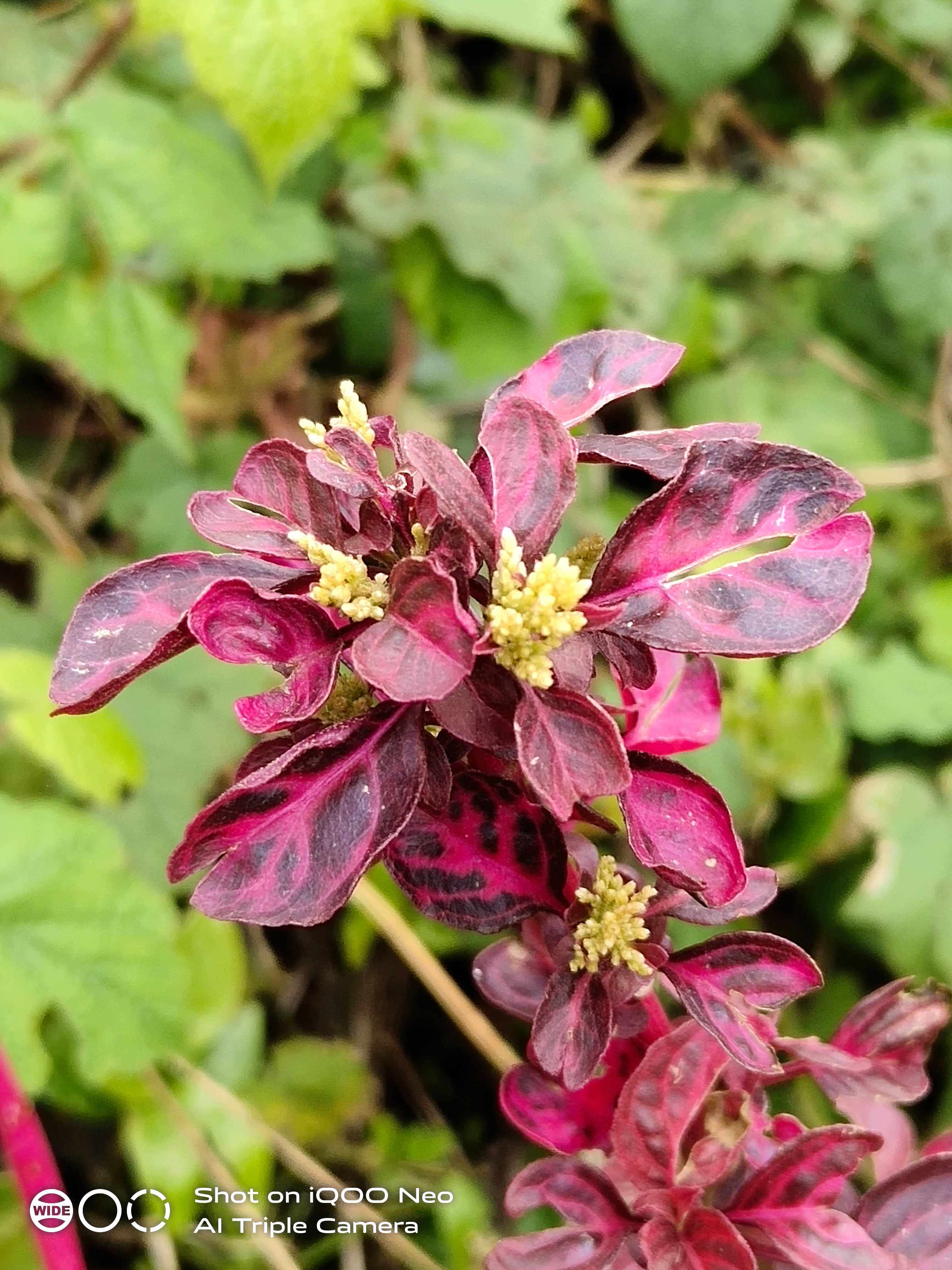 血苋苋科植物新鲜全草药材种苗种子观赏药用盆栽花卉