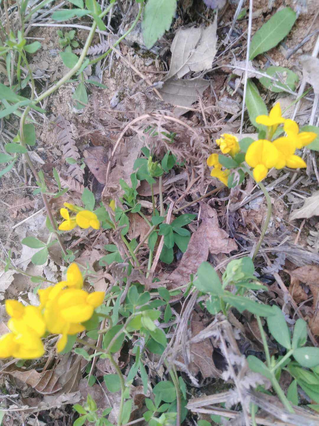豆科植物百脉根五叶草观赏药用盆栽花卉药材种苗药材种子