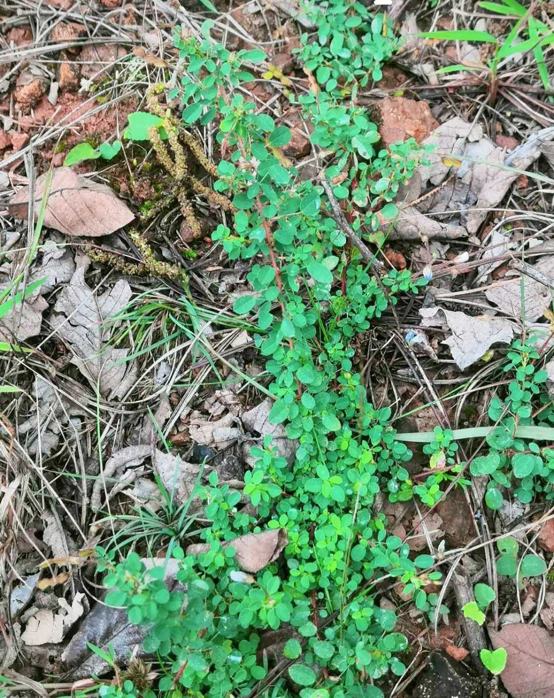 铺地香草药图片图片