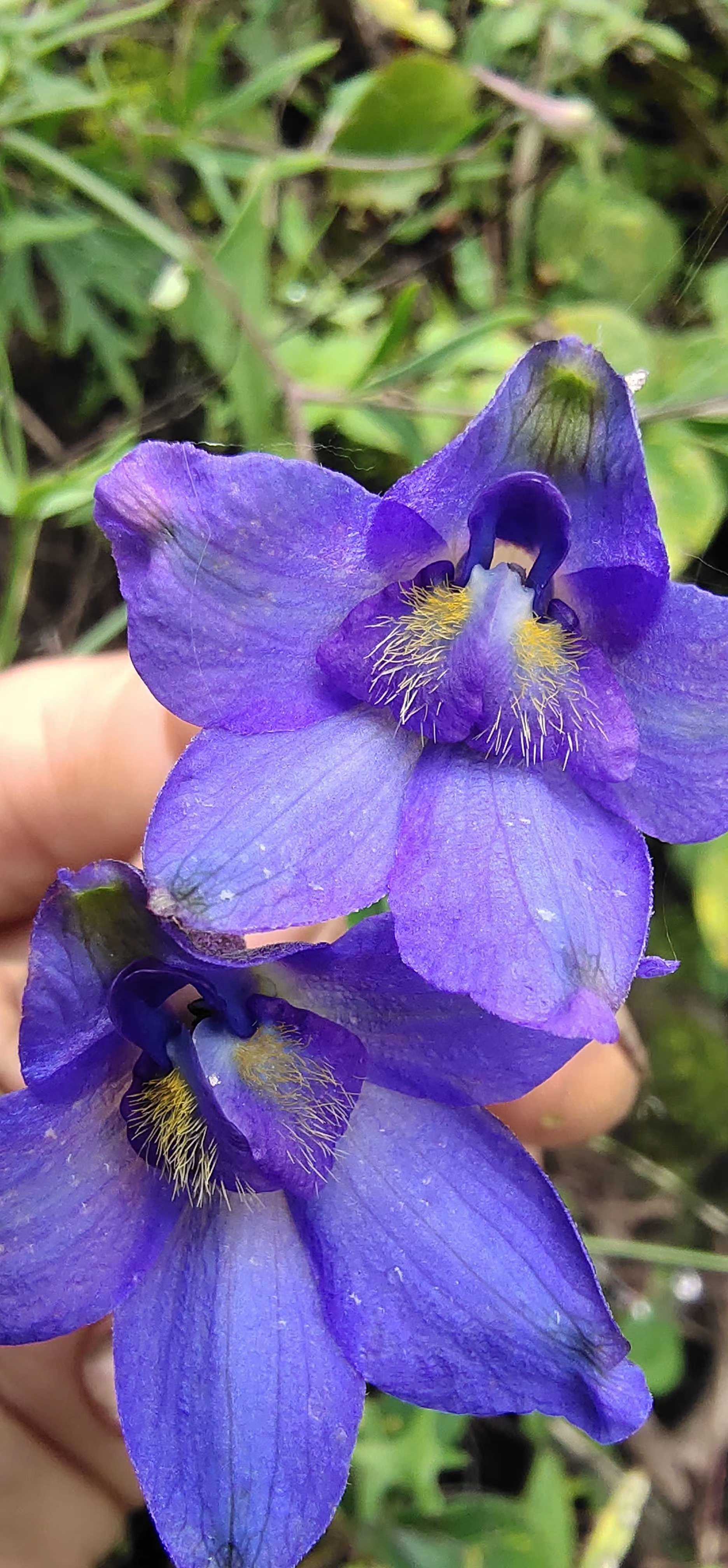 紫花野百合观赏药用盆栽花卉猪屎豆属植物野生中草药材种苗种子