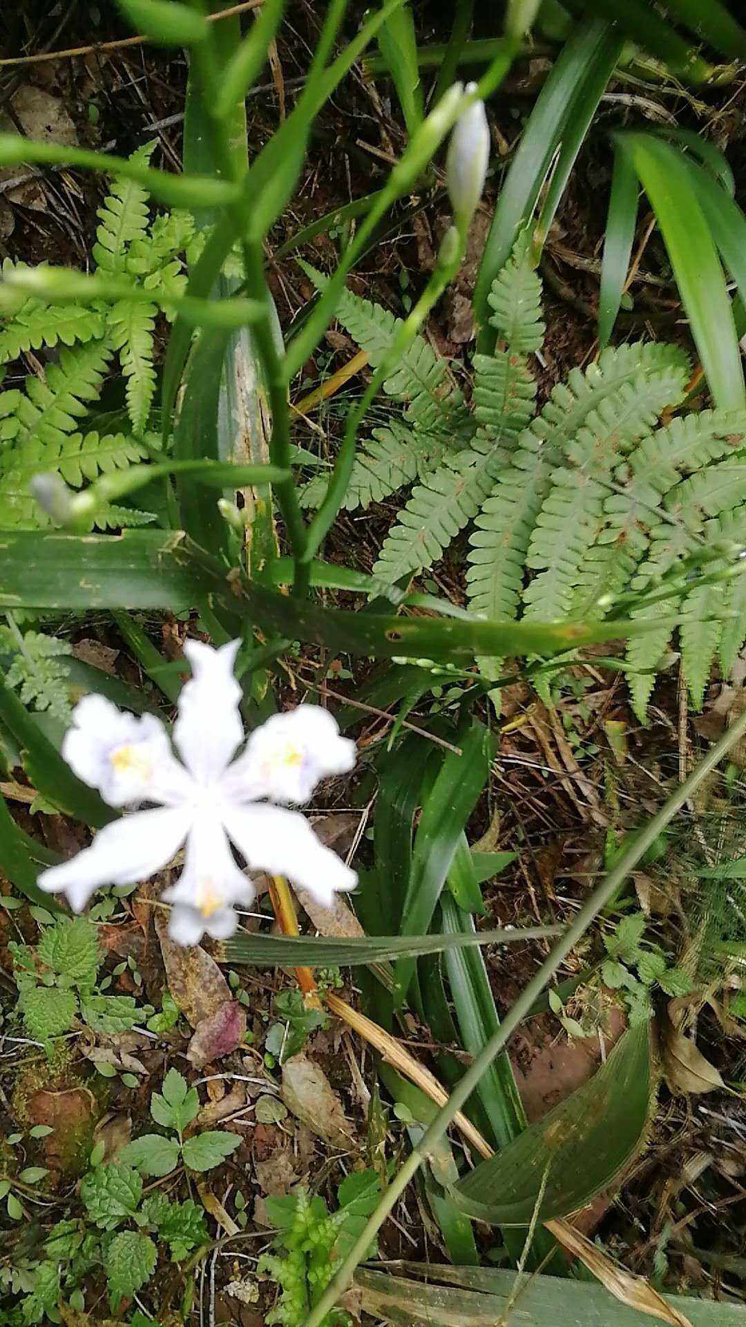 鸢尾扁竹根尾花蝴蝶花豆豉叶观赏药用盆栽花卉药材药材种子
