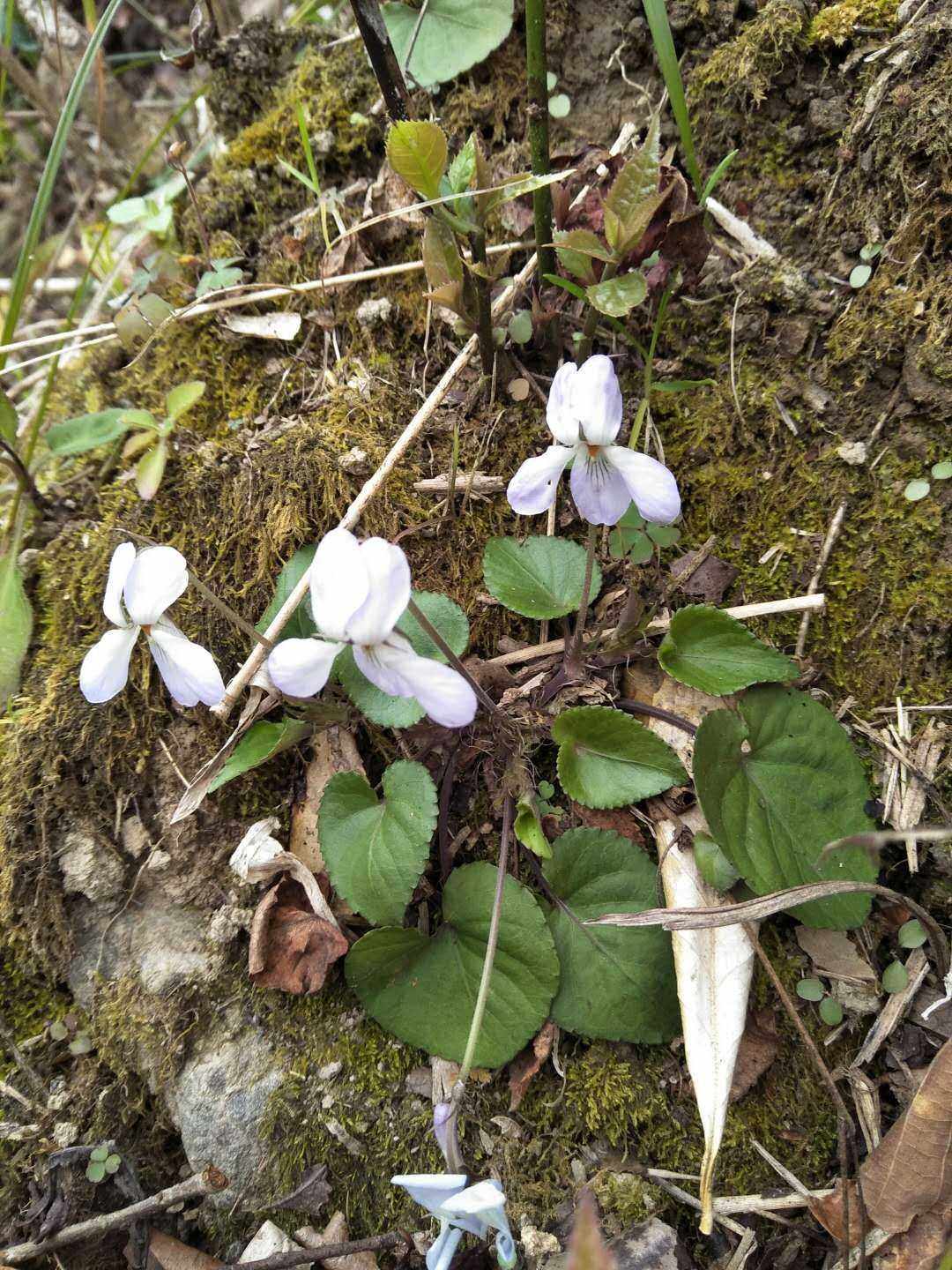 大花堇菜匍匐堇紫花地丁三色堇箭叶毛果心叶庐山早开药材种苗种子