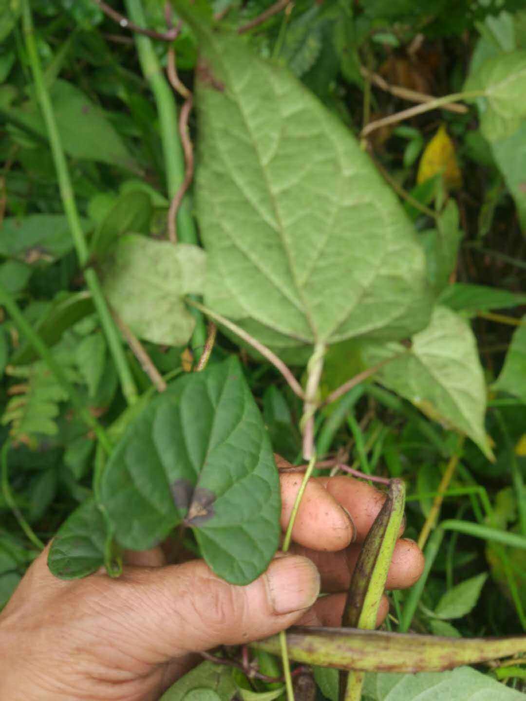 竹根七青阳参野生中草药材种苗种子观赏药用盆栽花卉庭院栽培植物