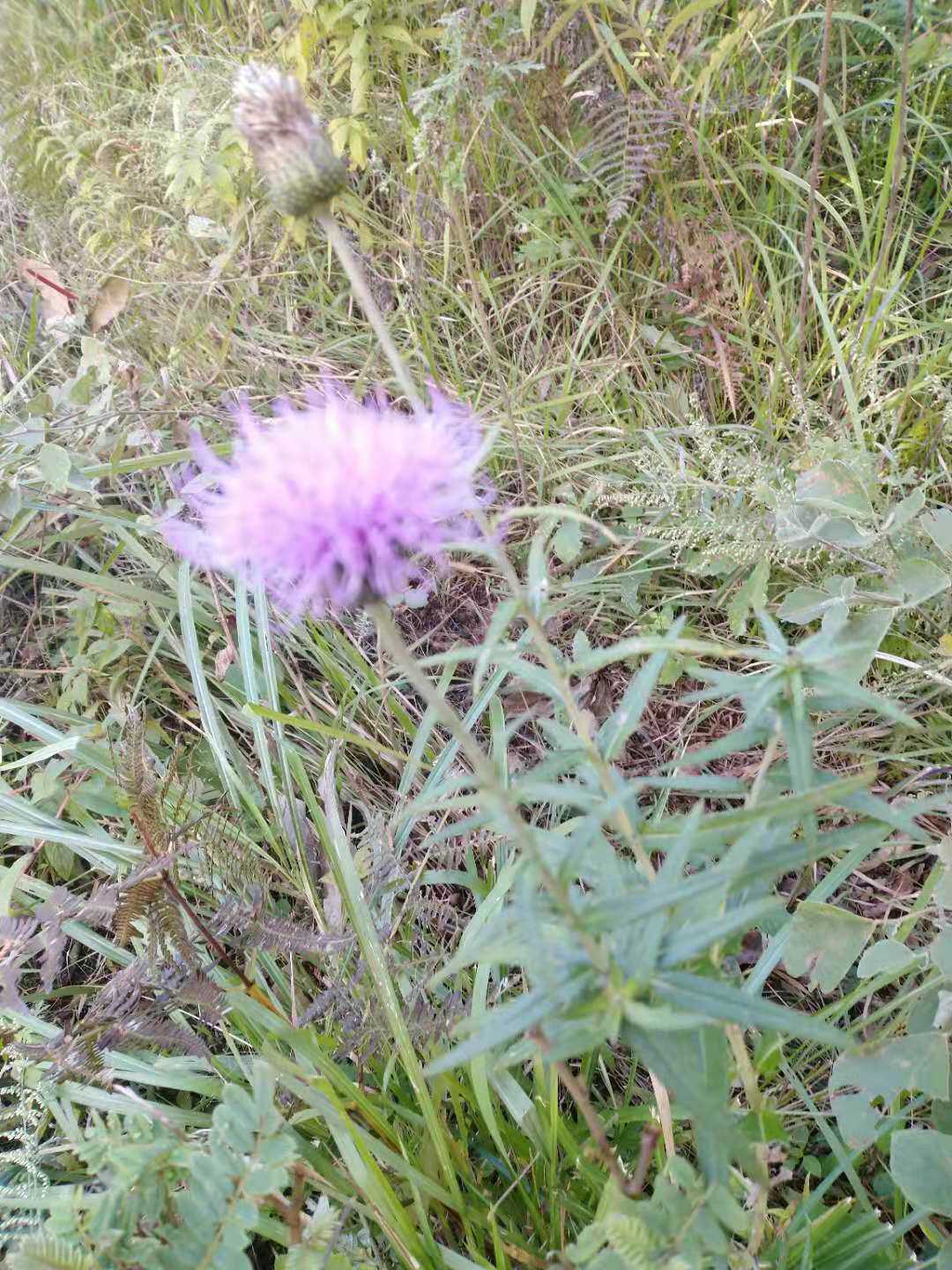 小蓟根药材新鲜全草干货种苗种子刺芽刺儿药材种子