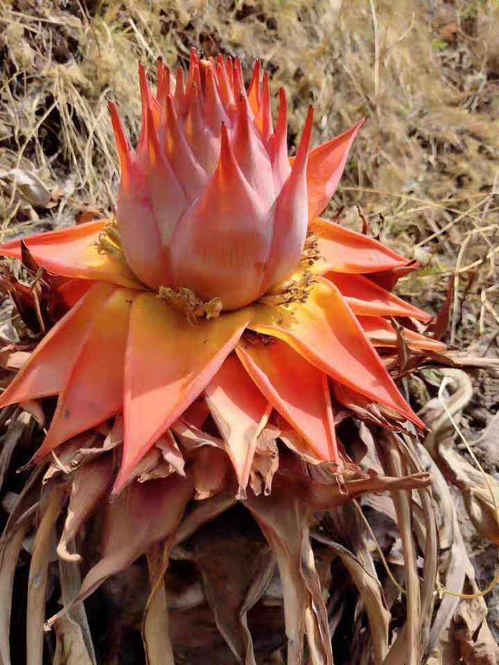 地涌金莲菩提树芭蕉观赏药用盆栽花卉植物阳台药材种子