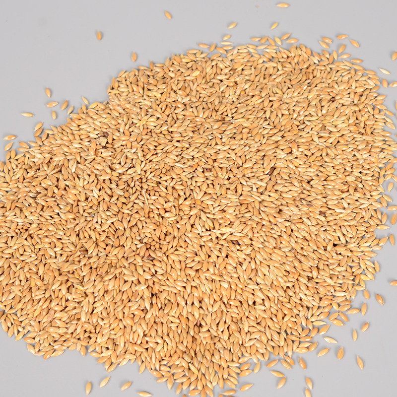 加纳进口鹦鹉鸟食油尖白尖粟草庐籽鸟粮利草籽鸟食