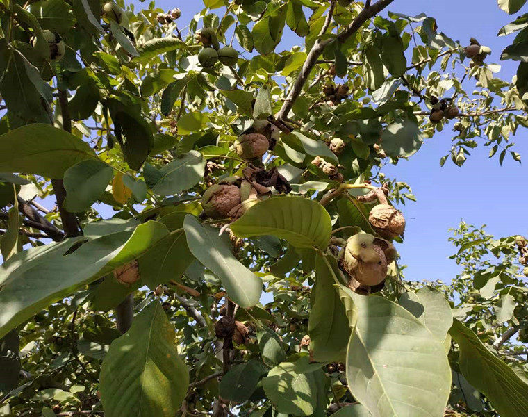 19新款年新疆阿克苏185纸皮核桃薄皮新货500g孕妇零食无添加特级