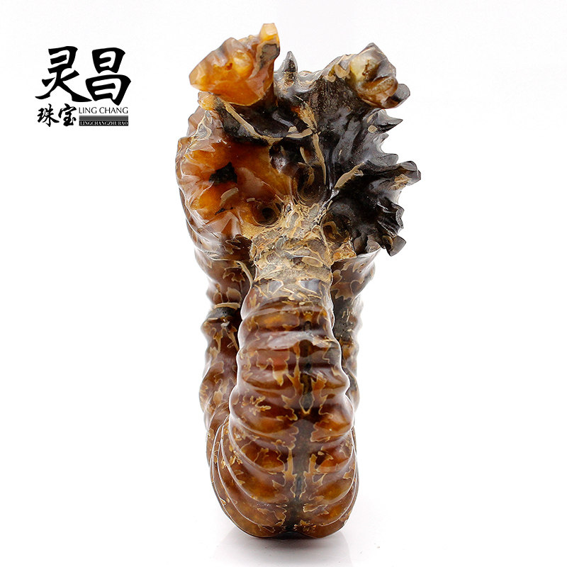 化石灵昌一物一图天然羊角菊石原石标本古生物摆件