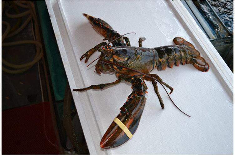 波士顿龙虾鲜活大龙虾特大波龙奥龙海鲜水产活体鲜活澳洲龙虾500g