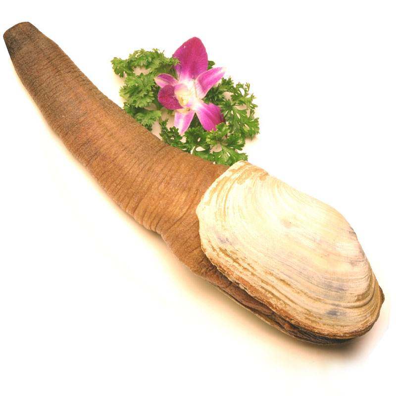 海鲜象拔蚌鲜活大海刺身即食日料食水产象牙象鼻象拔蚌