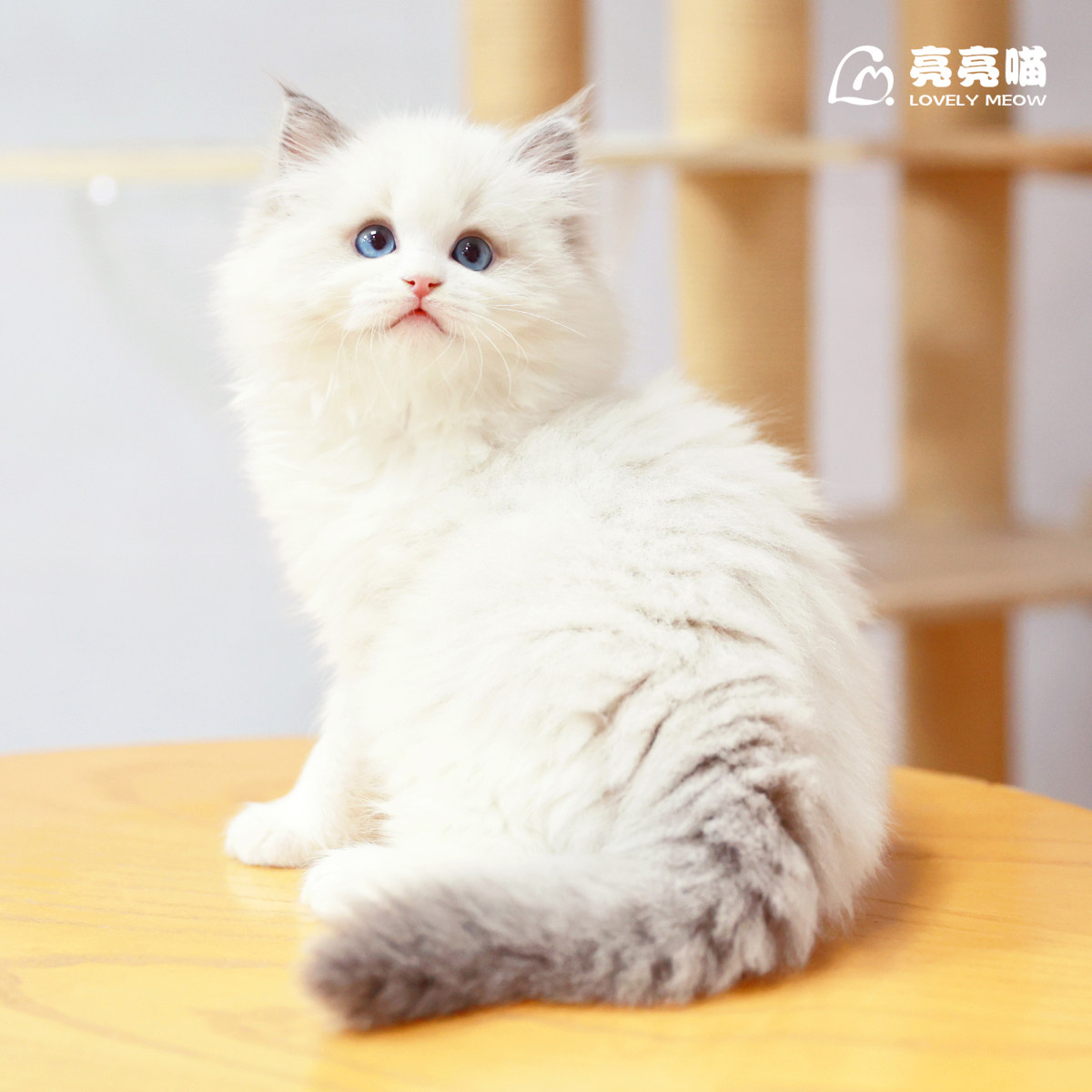 猫舍纯种蓝眼睛仙女布偶猫幼猫活体白色长毛猫咪猫咪