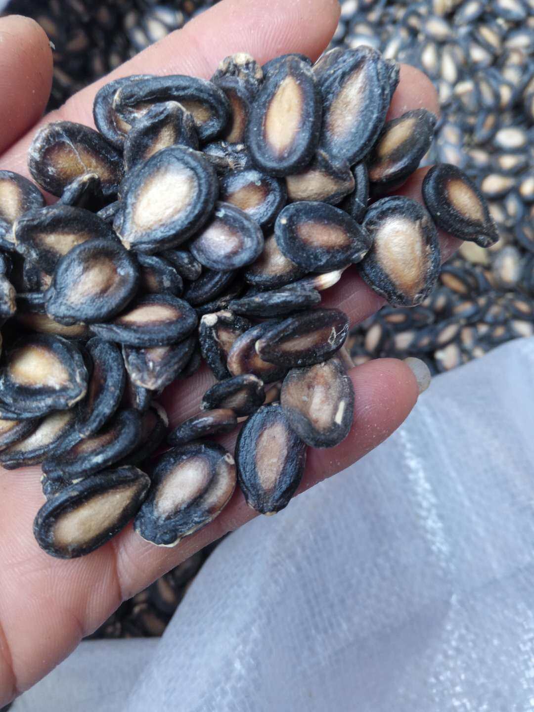 新货 生西瓜子 生西瓜籽 大板瓜子5斤装送生石灰-mc母婴网