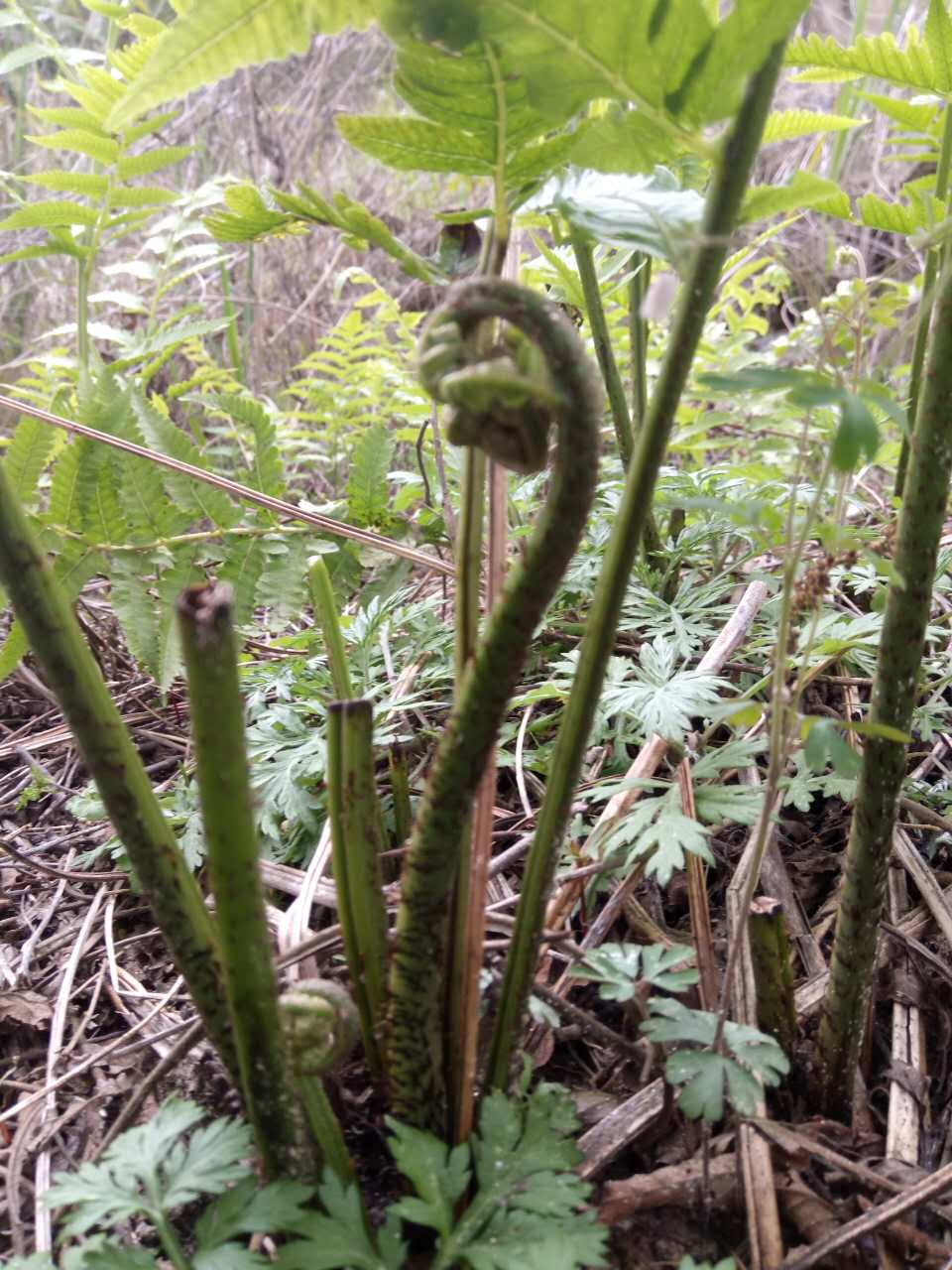 江西水蕨菜拳头菜蕨菜河边新鲜现摘野菜龙爪菜一份一斤3斤包邮