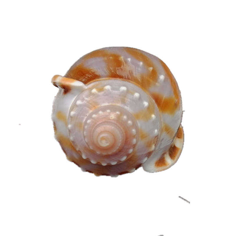 天然精品海螺贝壳金丝螺三湖卷贝躲避鱼缸造景海螺