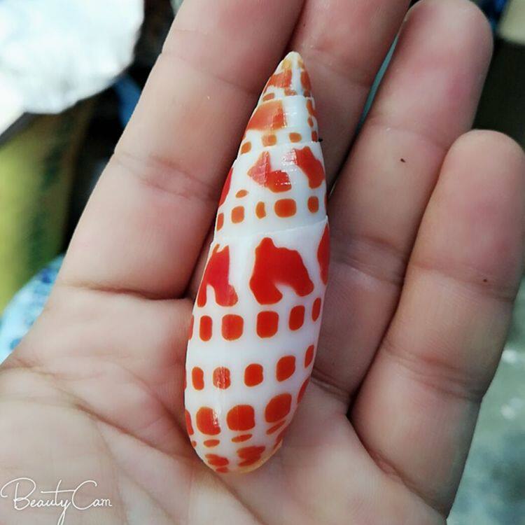 精品收藏海螺红笔螺锦鲤笔螺贝壳