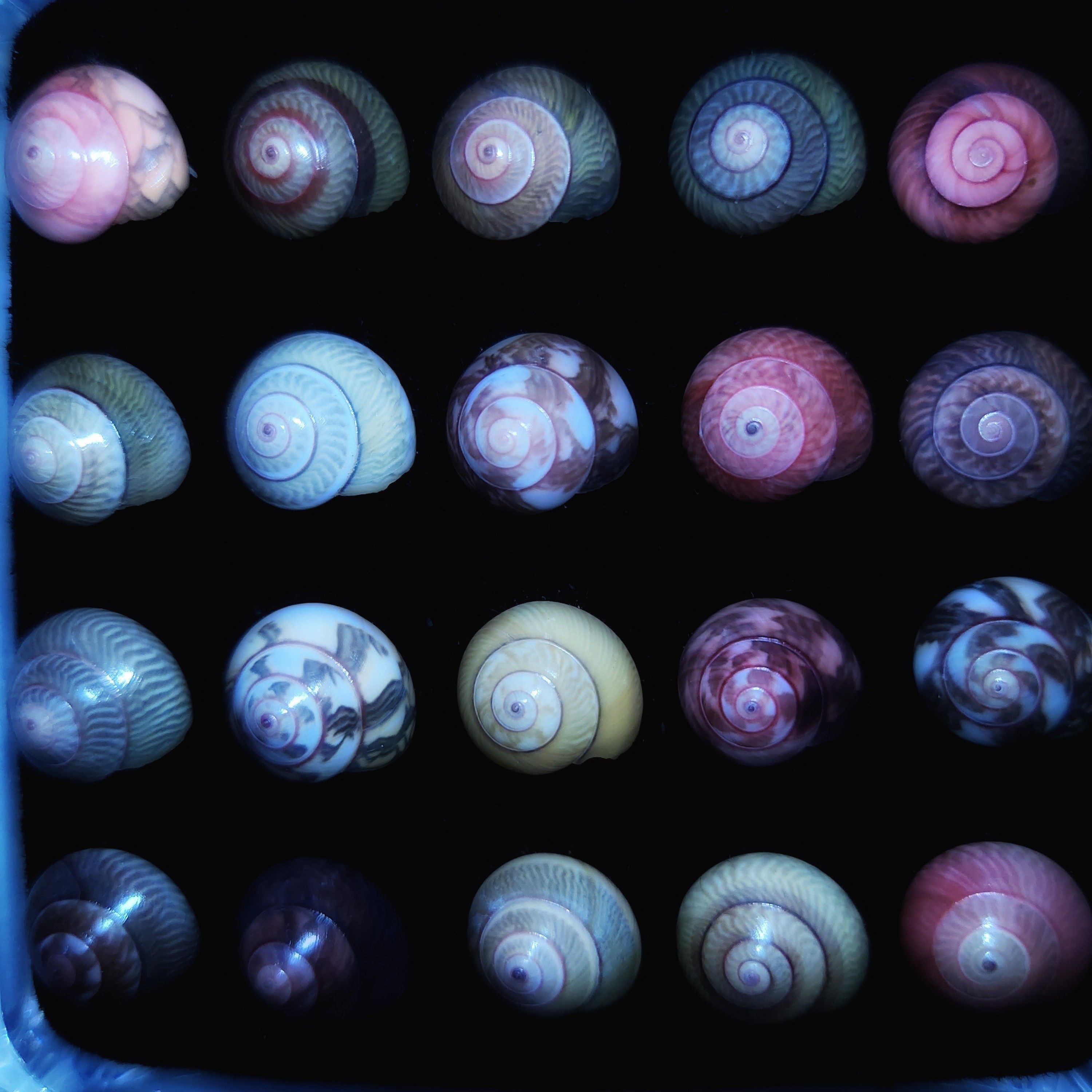 昌螺彩虹托氏海螺贝壳标本收藏海螺