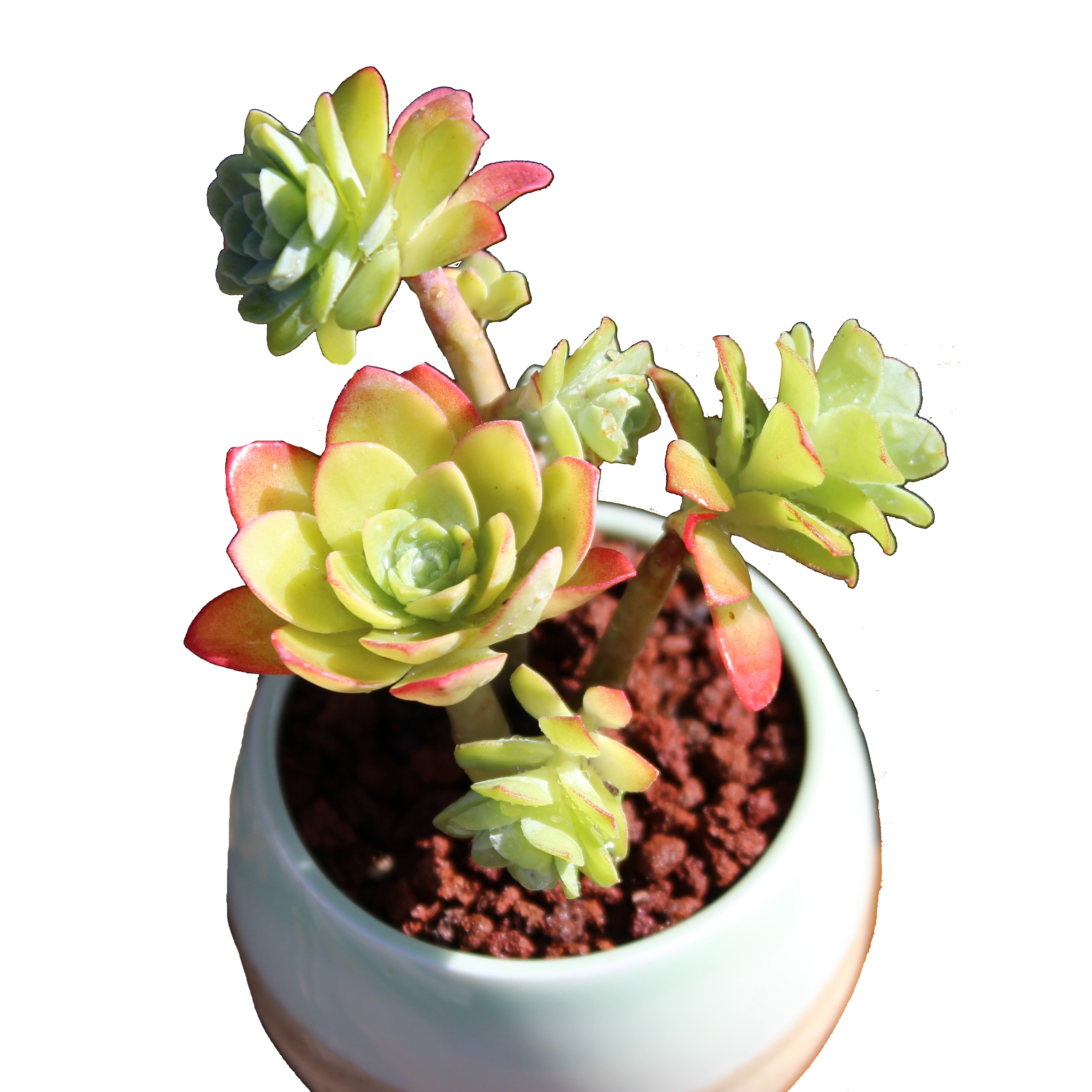 多肉刘家花坊化妆老桩多头悬崖云南多肉植物