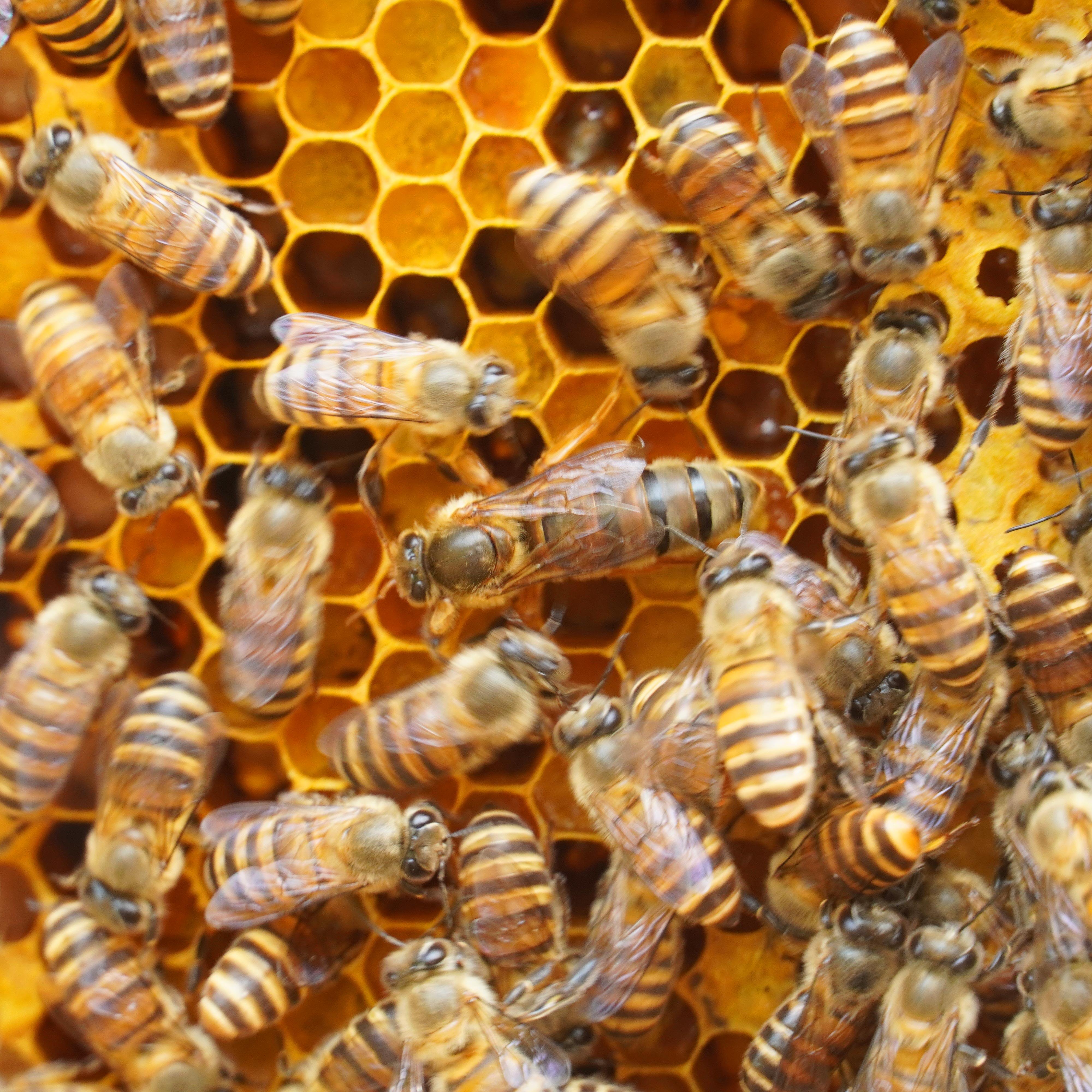 蜂群产中带子色王蜂双王中处女高产中蜜蜂中华授粉蜂