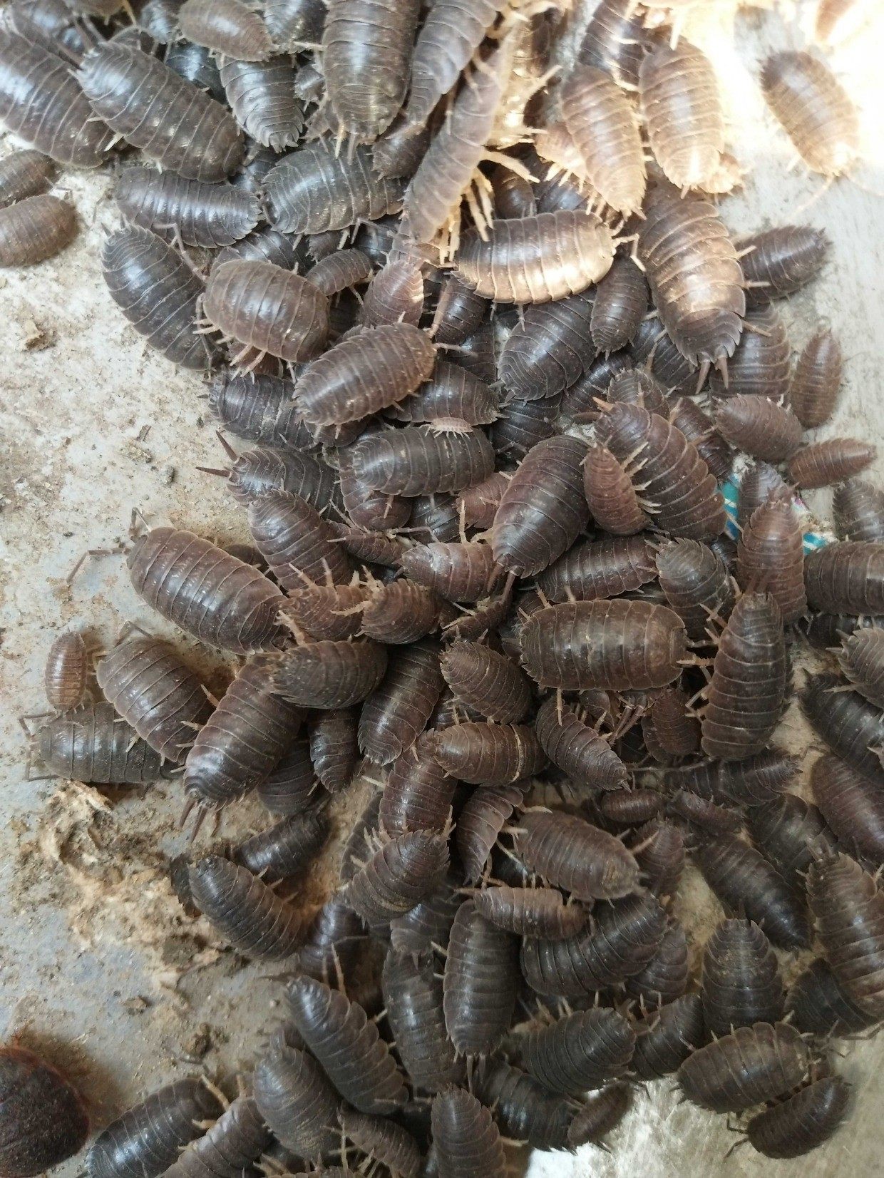 潮虫中通速递包活鼠妇活宠物虫子西瓜昆虫爬宠其他爬虫