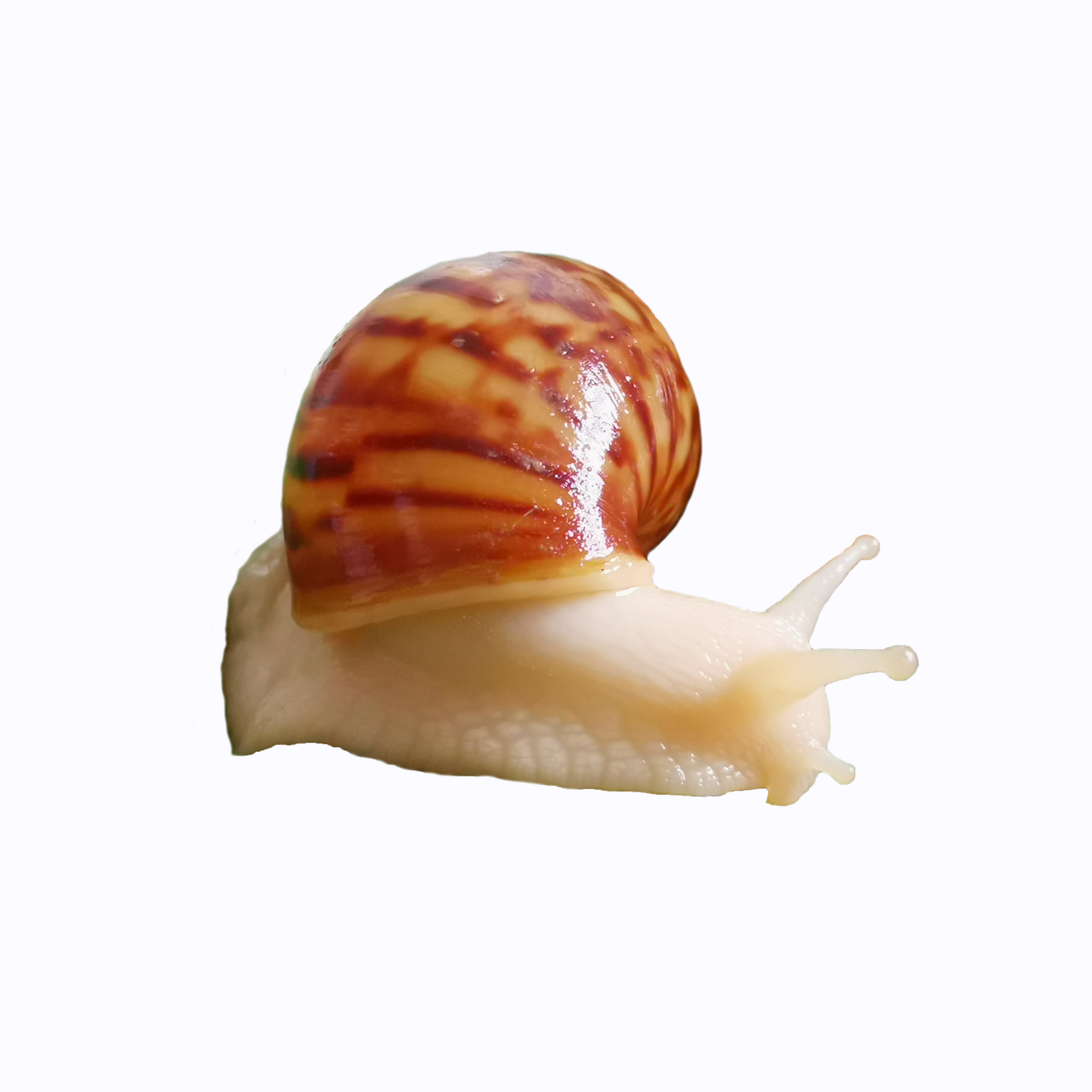 蜗牛顺丰速运白玉活体宠物学生科学实验观察巨型田螺螺