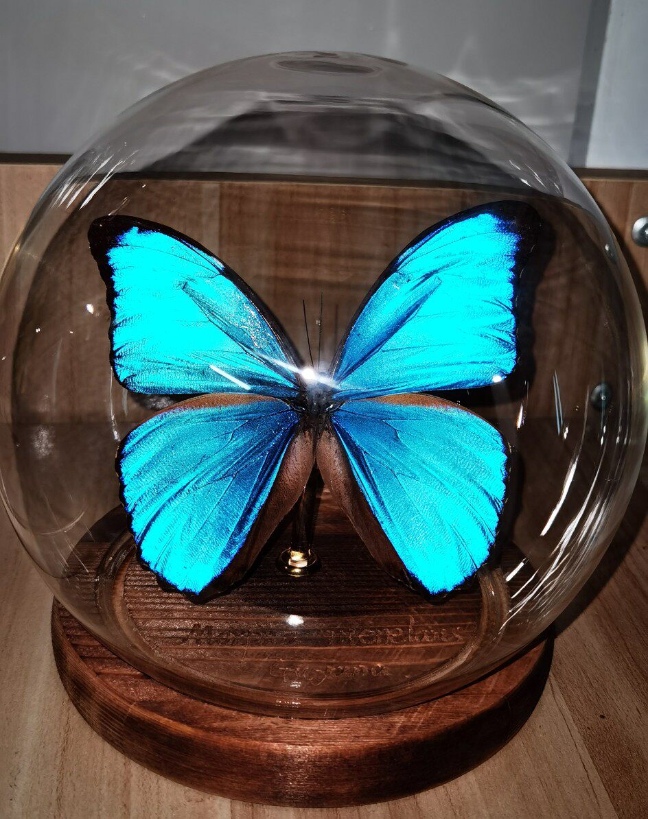 蝴蝶标本蓝闪玻璃罩密封保存装饰品样板房摆件指名标本类装饰画