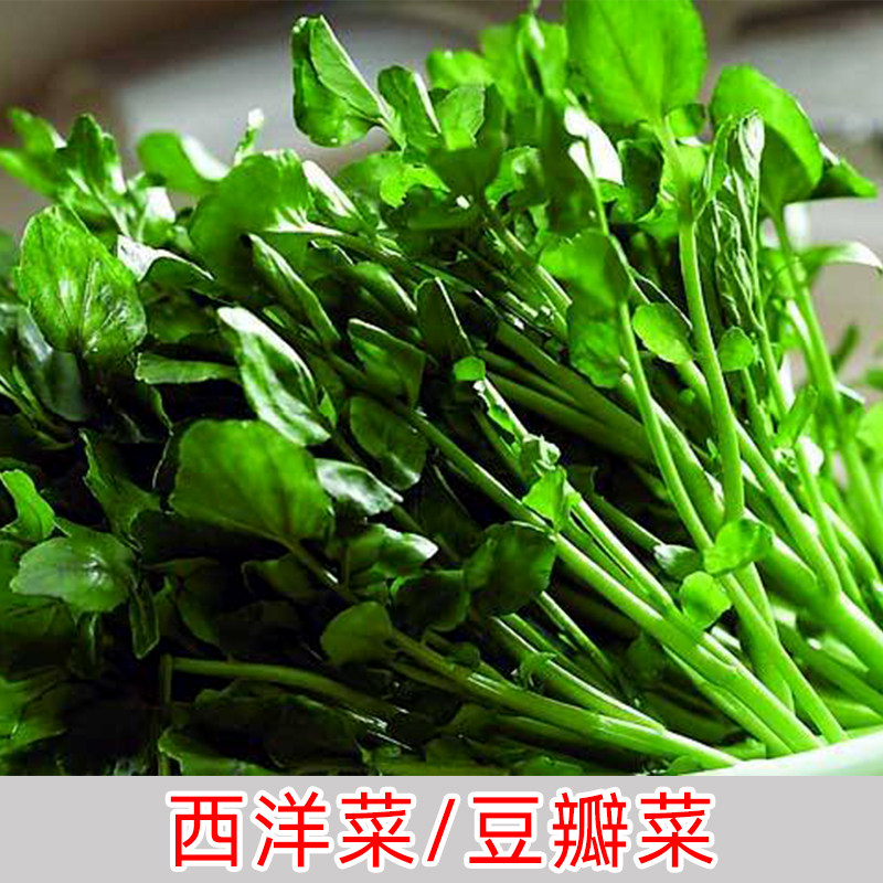 菜籽洋菜种籽豆瓣种子秋冬四季种植蔬菜种子