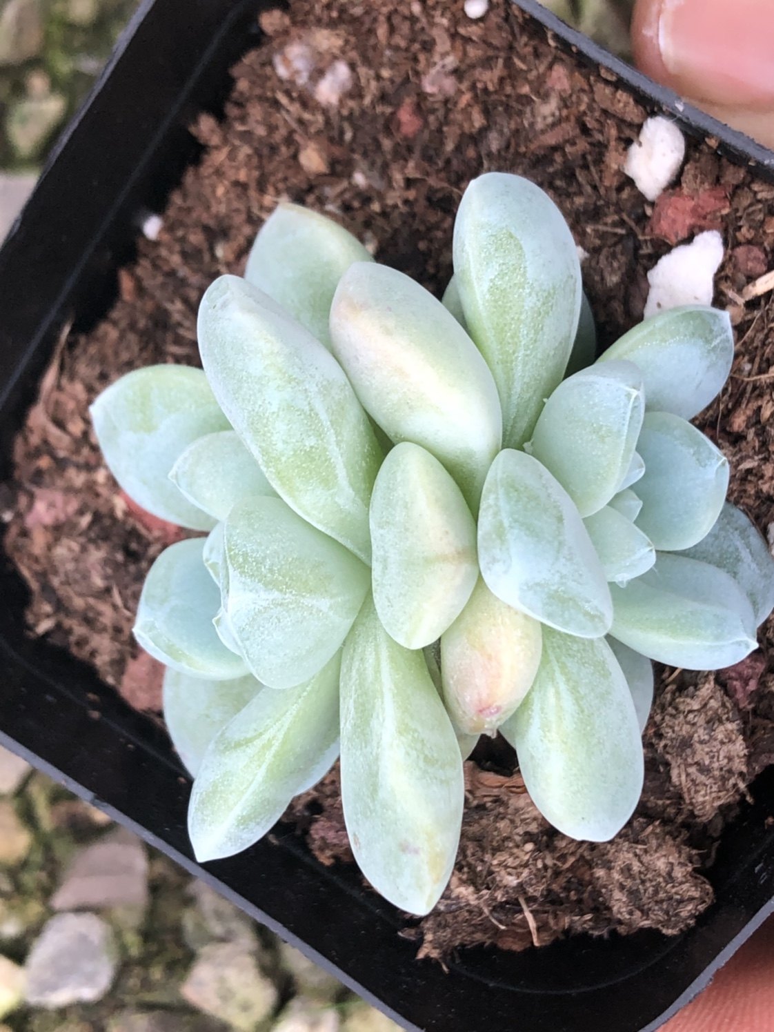 多肉植物玉蝴蝶冰玉优选选体带暗冰心多肉植物