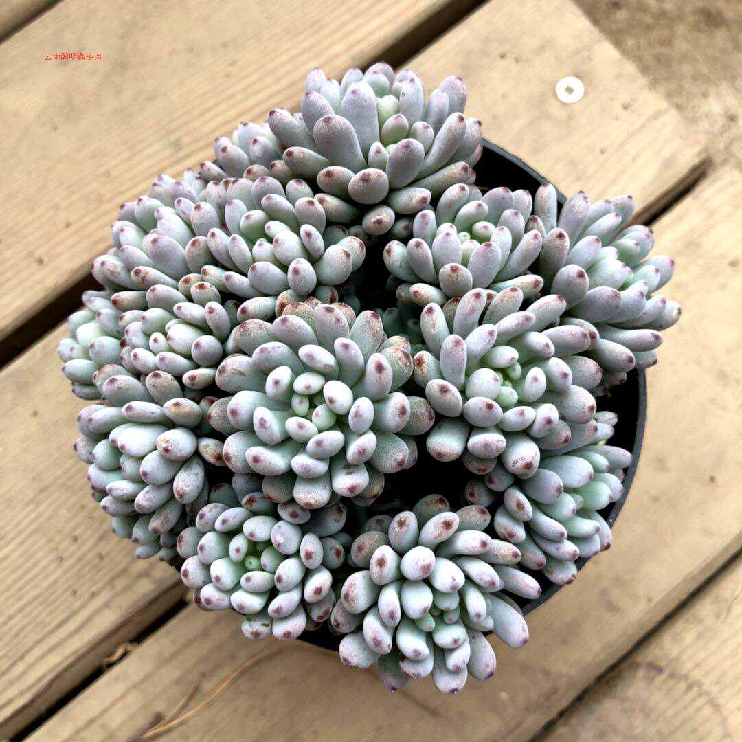 瀚明鑫多肉 蓝豆 群生多头蓝豆 云南精品多肉