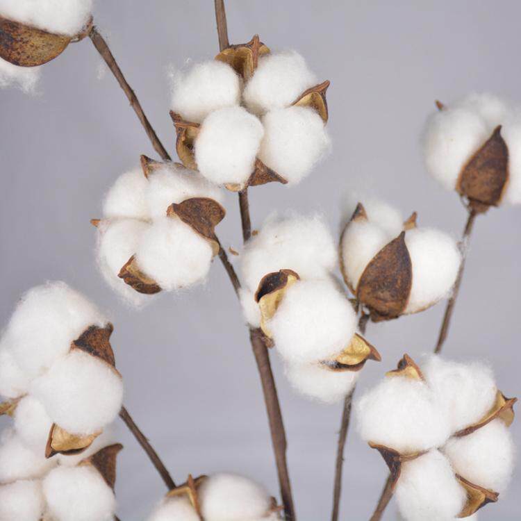 棉花15头干花多头天然棉杆长枝花束花艺植物仿真花
