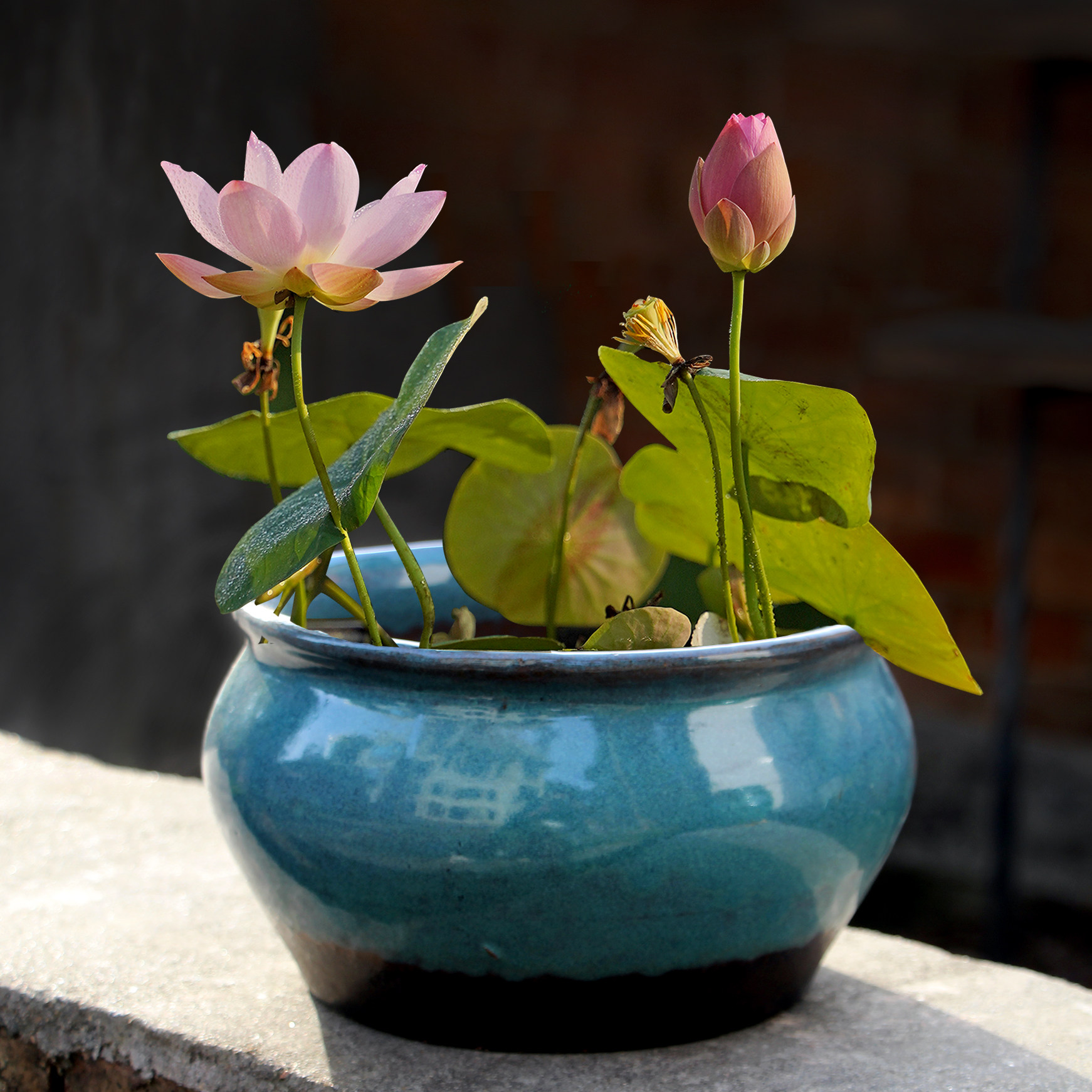 大号莲花无孔水莲植物水生花盆一叶多款铜钱花盆