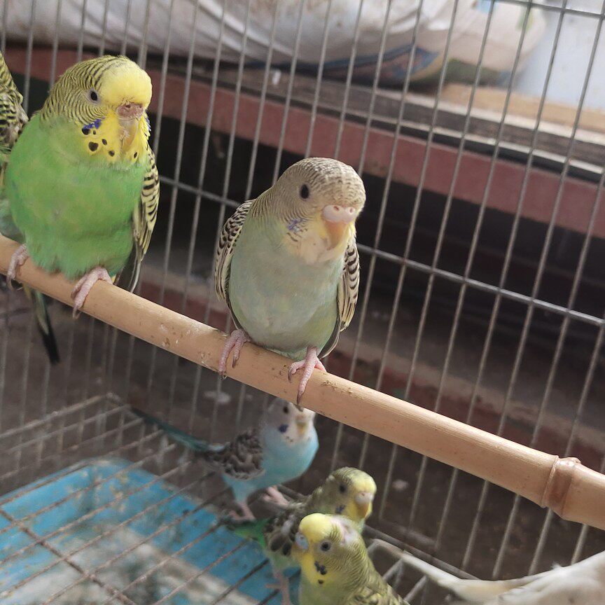 芙蓉鸟文鸟金青鸟虎皮鹦鹉金丝雀鸟食饲料鸟粮鸟食