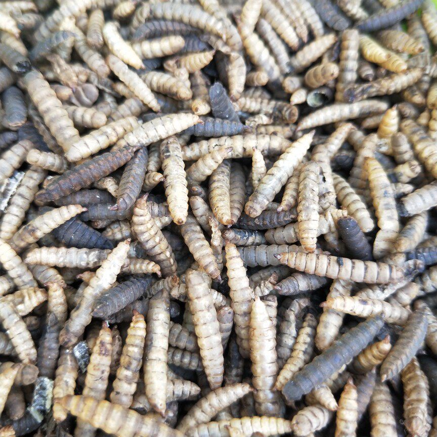黑水虻干宠物饲料喂鸟八哥鹩哥乌鸫鸟食鸟食