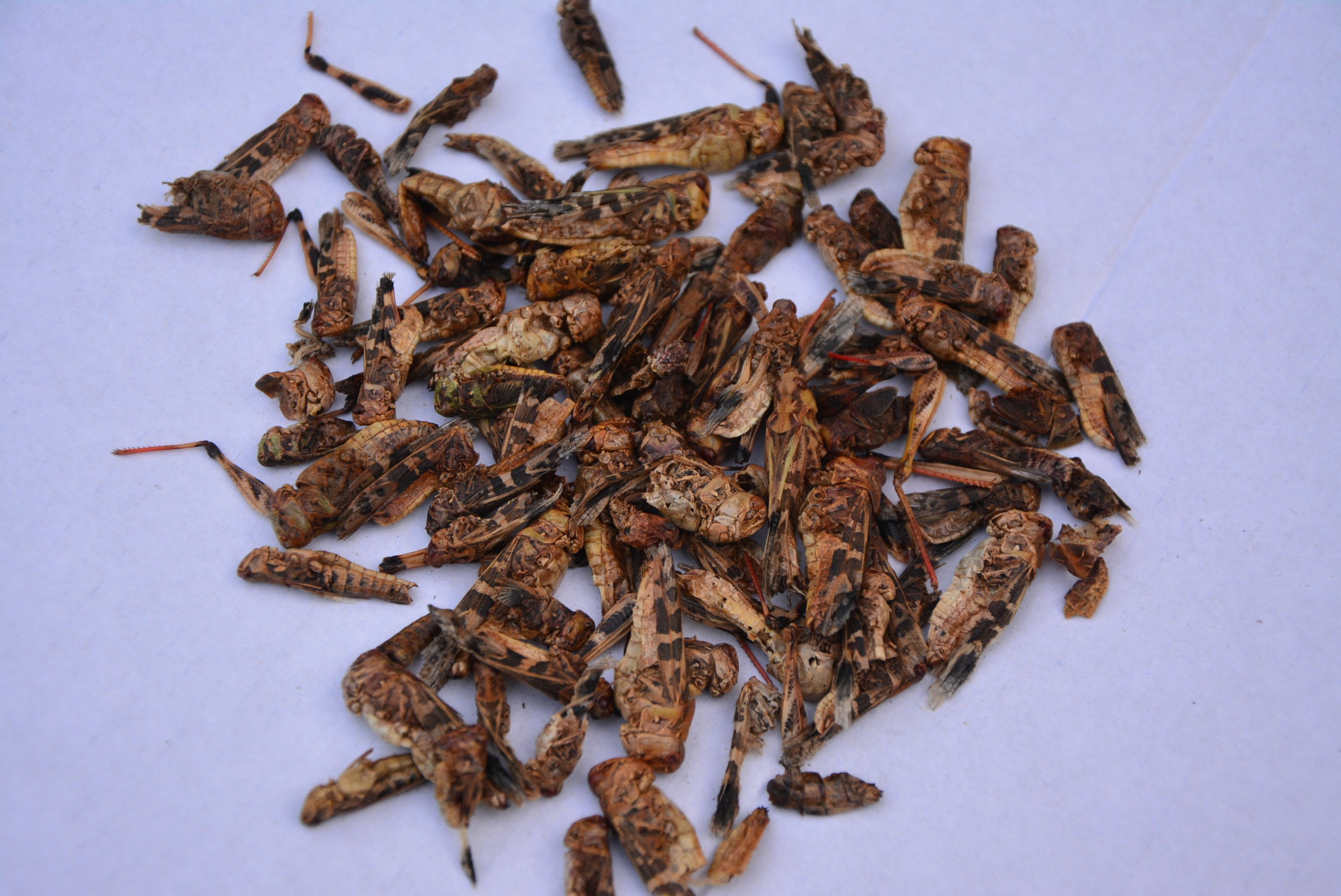 蚂蚱粉鸟食饲料画眉绣眼颠颏点颏贝子红子鸟食自配鸟食原料鸟粮