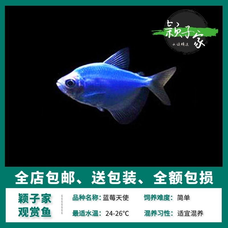 蓝莓天使鱼彩旗拉拉荧光热带鱼观赏鱼新手好养不褪色鱼